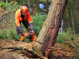 Leaf Removal in Cross City, FL