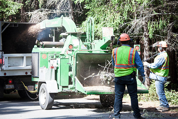 How Our Tree Care Process Works  in  Cross City, FL